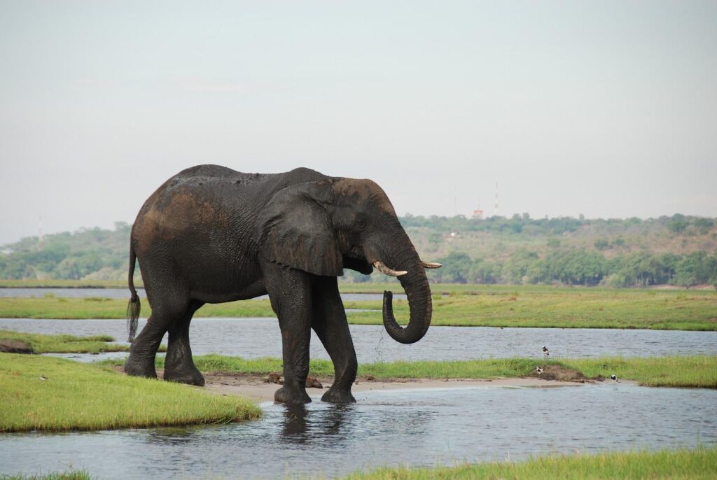 elephant, water, bathing-5978151.jpg